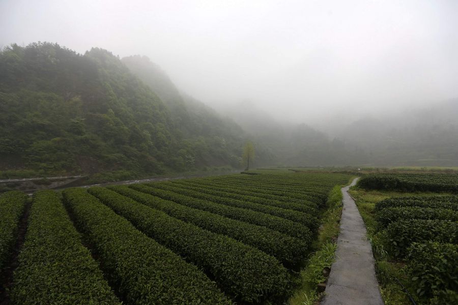 農(nóng)行重慶秀山支行通過(guò)公司、基地、農(nóng)戶支持當(dāng)?shù)剞r(nóng)民走上脫民致富